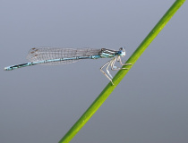 Šidélko brvonohé (Platycnemis pennipes) - samec