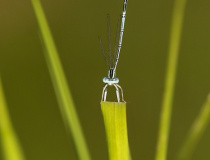 Šidélko brvonohé (Platycnemis pennipes) - samec