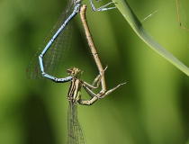 Kopulace šidélek brvonohých (Platycnemis pennipes)