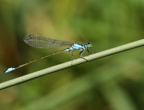 Šidélko větší (Ischnura elegans)