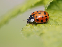 Slunéčko východní (Harmonia axyridis)