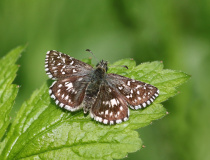 Soumračník jahodníkový (Pyrgus malvae L.)