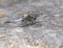 Vážka černořitná (Orthetrum cancellatum) – samec