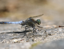 Vážka černořitná (Orthetrum cancellatum) – samec