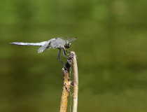 Vážka černořitná (Orthetrum cancellatum) – samec
