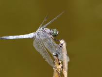 Vážka černořitná (Orthetrum cancellatum) – samec