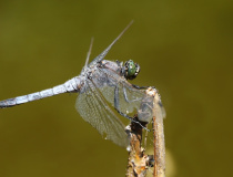 Vážka černořitná (Orthetrum cancellatum) – samec