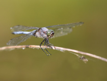 Vážka černořitná (Orthetrum cancellatum) – samec