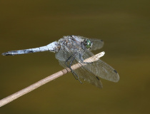 Vážka černořitná (Orthetrum cancellatum) – samec