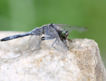 Vážka černořitná s kořistí (Orthetrum cancellatum) – samec