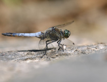 Vážka černořitná (Orthetrum cancellatum) – samec
