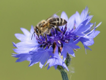 Včela medonosná (Apis mellifera L.)