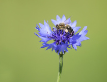 Včela medonosná (Apis mellifera L.)
