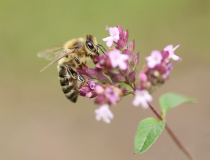 Včela medonosná (Apis melifera)