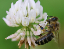 Včela medonosná (Apis melifera)