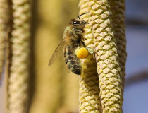 Včela medonosná (Apis mellifera L.)