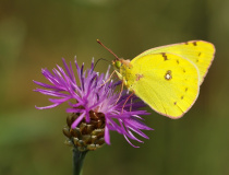 Žluťásek čičorečkový (Colias hyale L.)