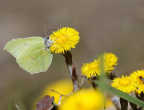 Žluťásek řešetlákový (Gonepteryx rhamni)