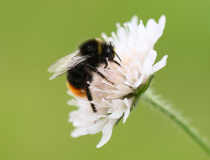 Čmelák skalní (Bombus lapidarius L.) 