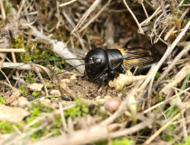 Cvrček polní (Gryllus campestris)