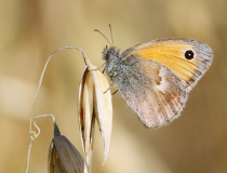Okáč poháňkový (Coenonympha pamphilus L.)