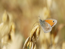Okáč poháňkový (Coenonympha pamphilus L.)