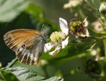 Okáč strdivkový (Coenonympha arcania)
