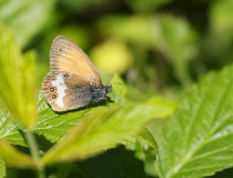 Okáč strdivkový (Coenonympha arcania)