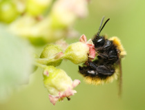Pískorypka (Andrena sp.)