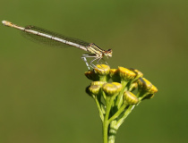 Šidélko brvonohé (Platycnemis pennipes) - samice