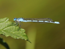 Šidélko kroužkované (Enallagma cyathigerum)