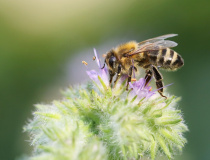 Včela medonosná (Apis melifera)