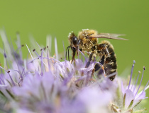 Včela medonosná (Apis melifera)