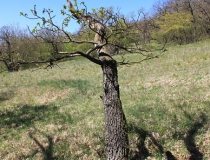 32.Černí strážci