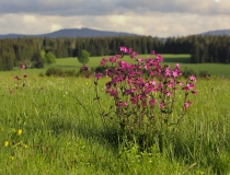 Horská louka