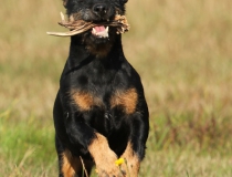2.Jagdteriér