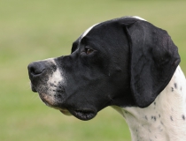 21.Pointer