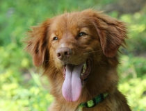 22.Nova scotia duck tolling retriever
