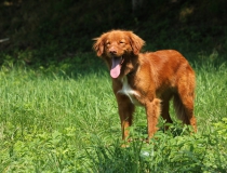 23.Nova scotia duck tolling retriever