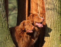 36.Nova scotia duck tolling retriever