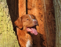 37.Nova scotia duck tolling retriever