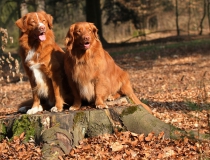 38.Nova scotia duck tolling retriever