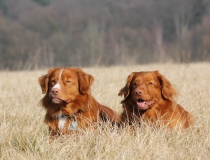 39.Nova scotia duck tolling retriever