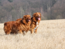 40.Nova scotia duck tolling retriever