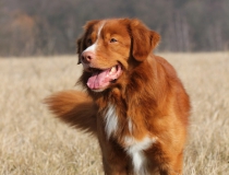 41.Nova scotia duck tolling retriever