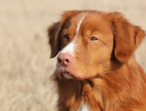 42.Nova scotia duck tolling retriever