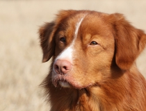 43.Nova scotia duck tolling retriever
