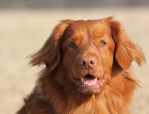44.Nova scotia duck tolling retriever