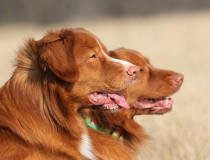 45.Nova scotia duck tolling retriever