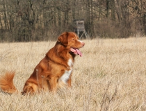 46.Nova scotia duck tolling retriever